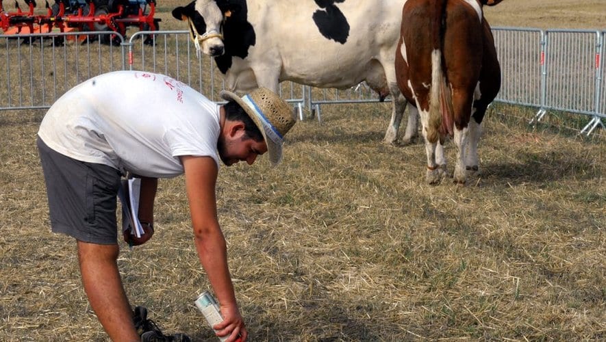 découvrez l'univers fascinant de l'exaspération des vaches, un phénomène souvent ignoré mais révélateur de leur comportement. explorez les raisons derrière cette réaction et apprenez comment améliorer le bien-être de ces animaux de ferme.